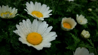 ���͂�(�f��